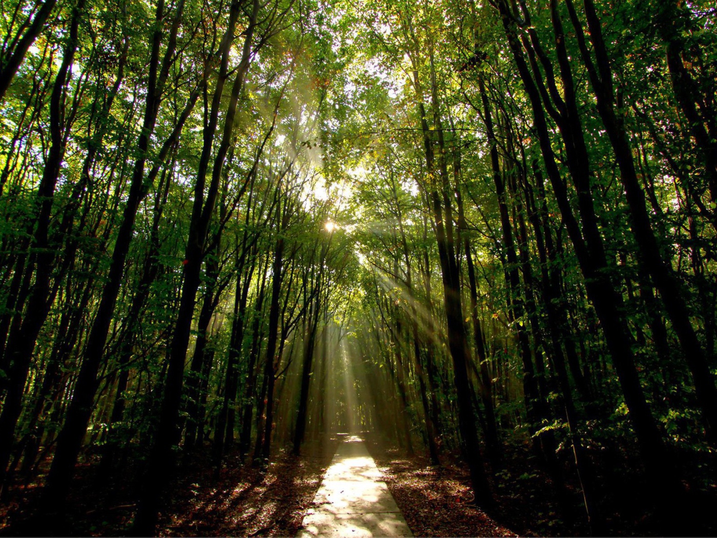 Освещенная солнцем дорога в лесу