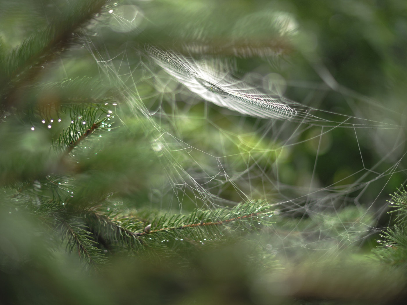 Паутина в лесу