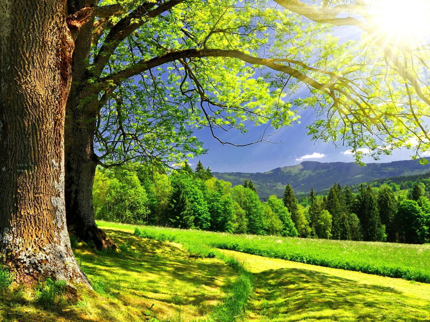 Летний солнечный день