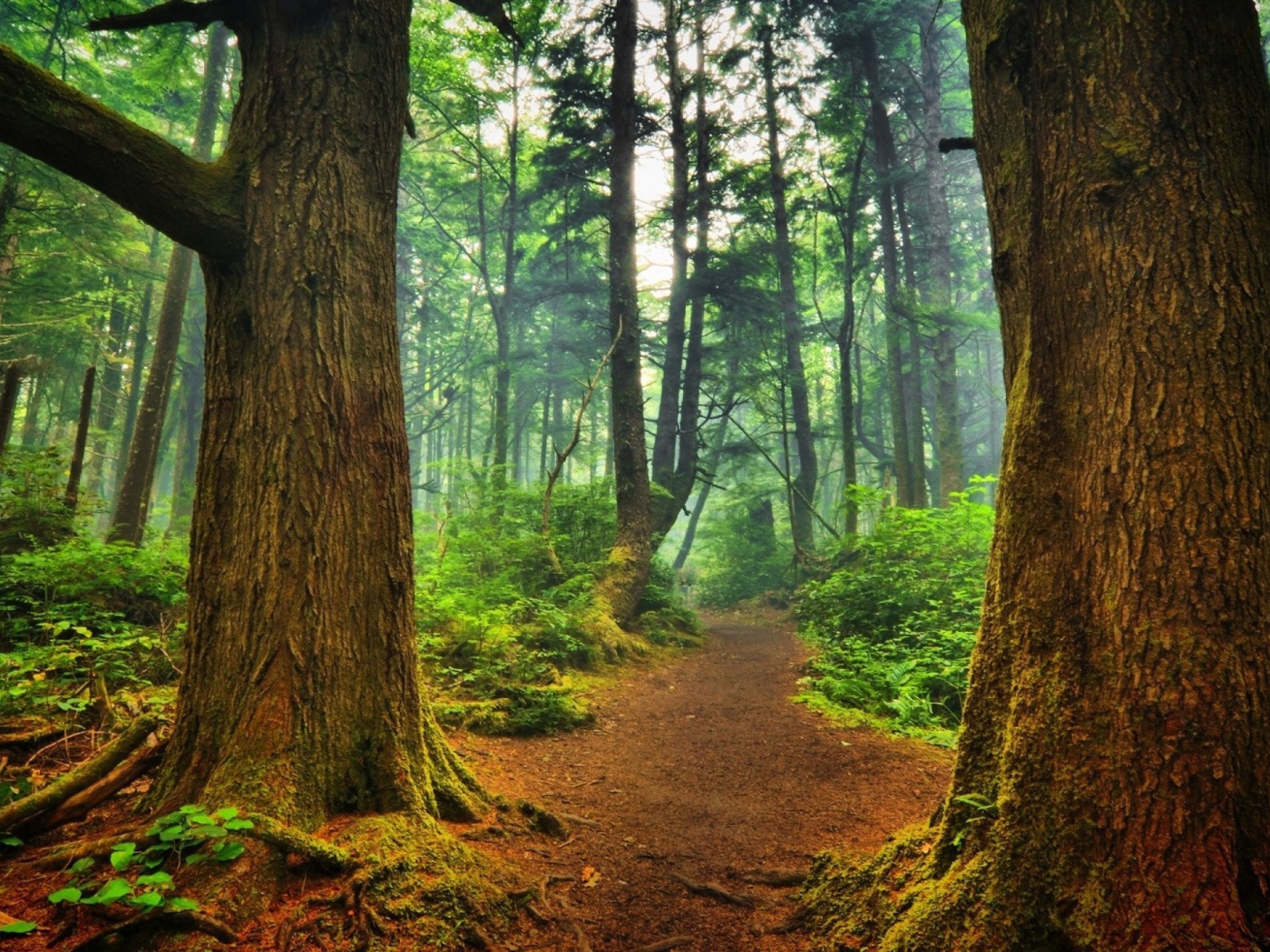 Тропинка среди деревьев