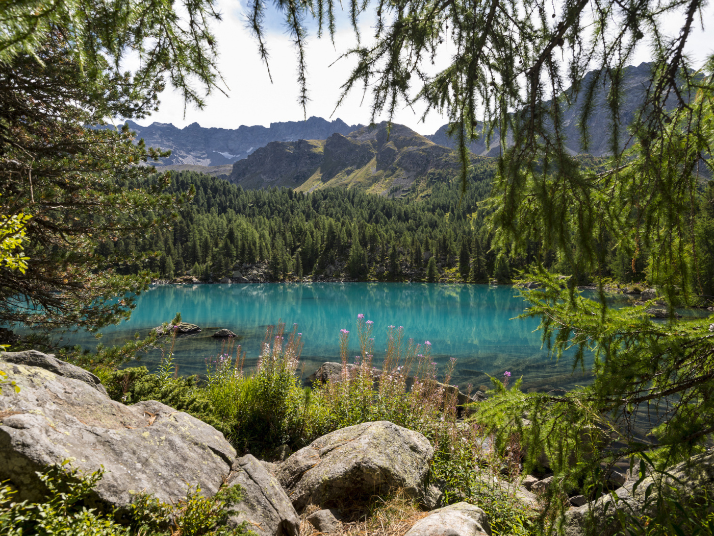 Хвойный лес на берегу озера