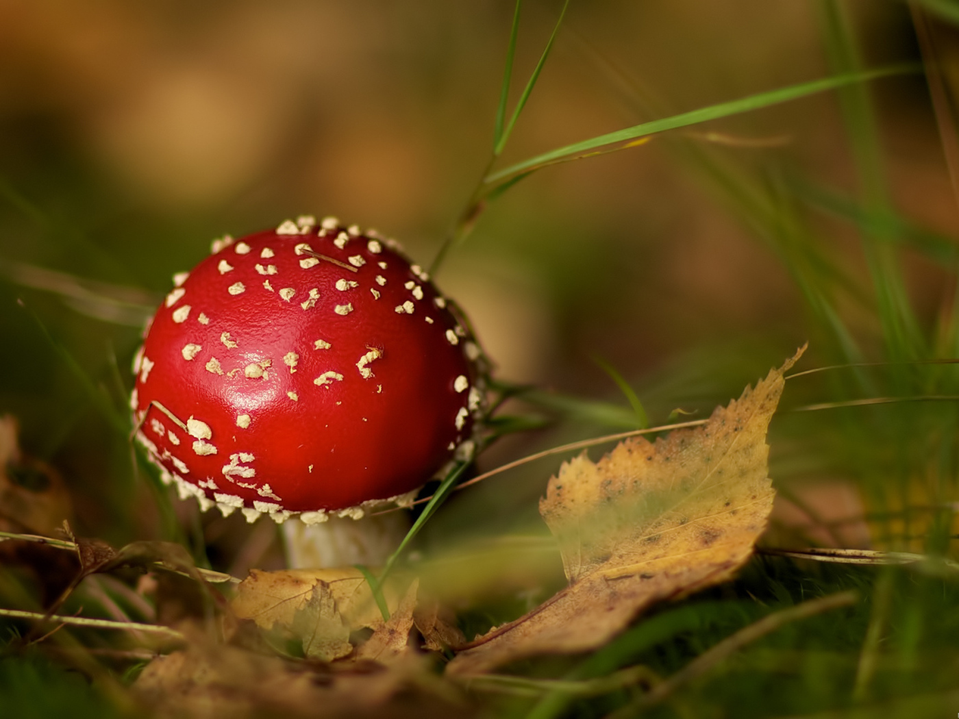 Мухомор среди травы