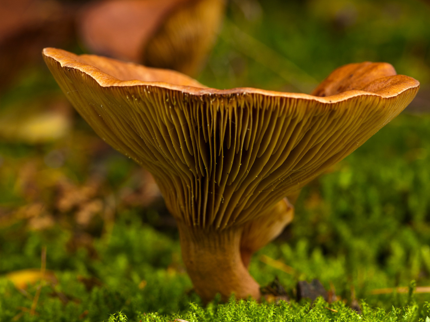 Осень грибная пора