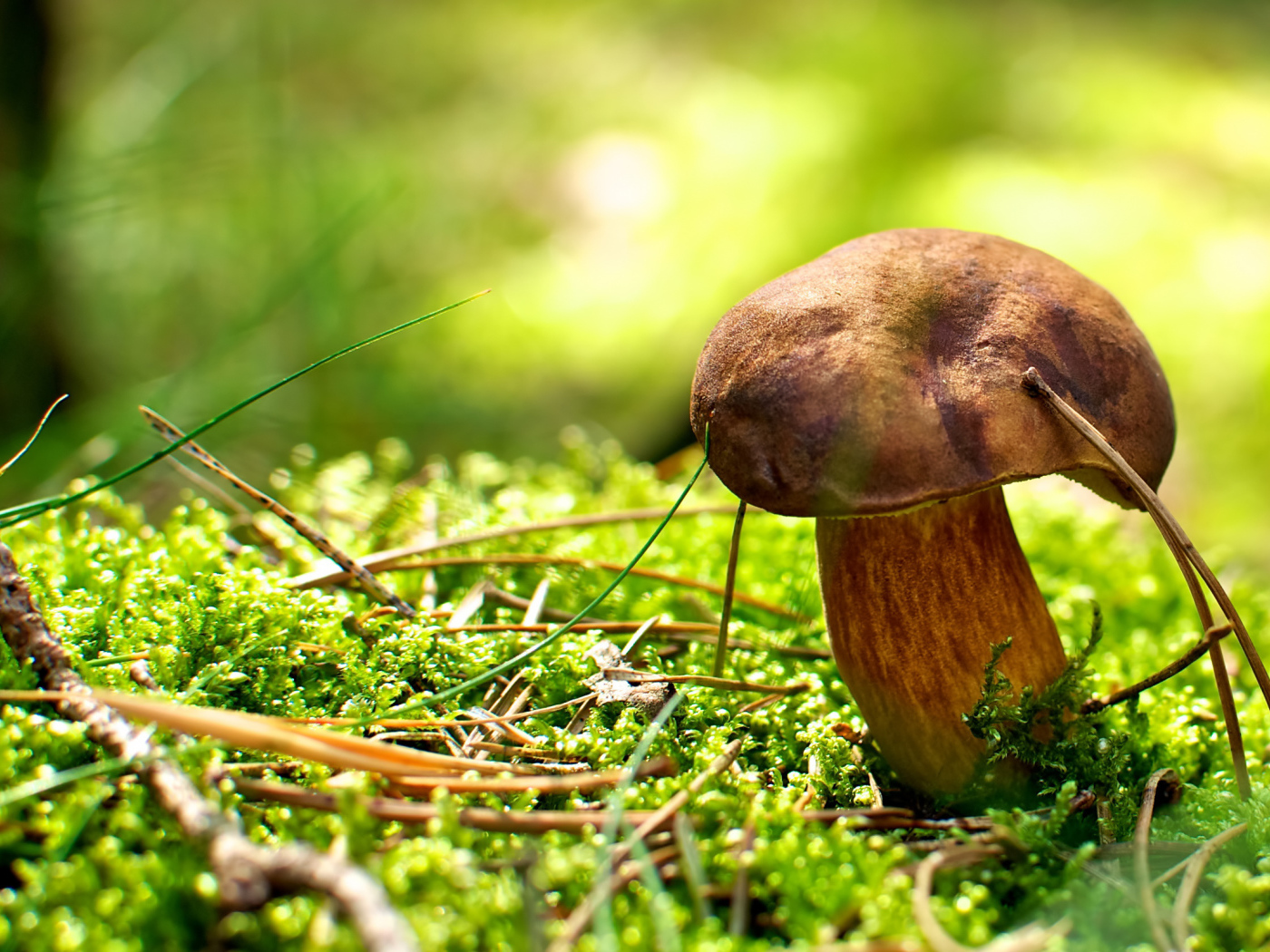 Хвойные иголки вокруг гриба