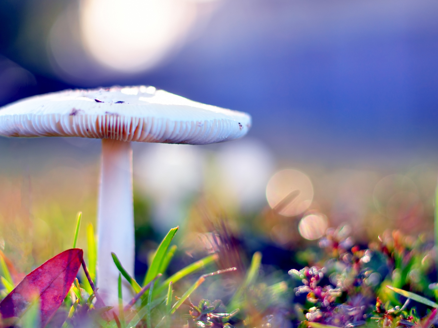 Бледная поганка опасный гриб