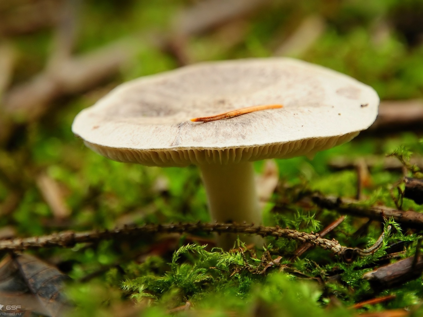 Мох окружает гриб