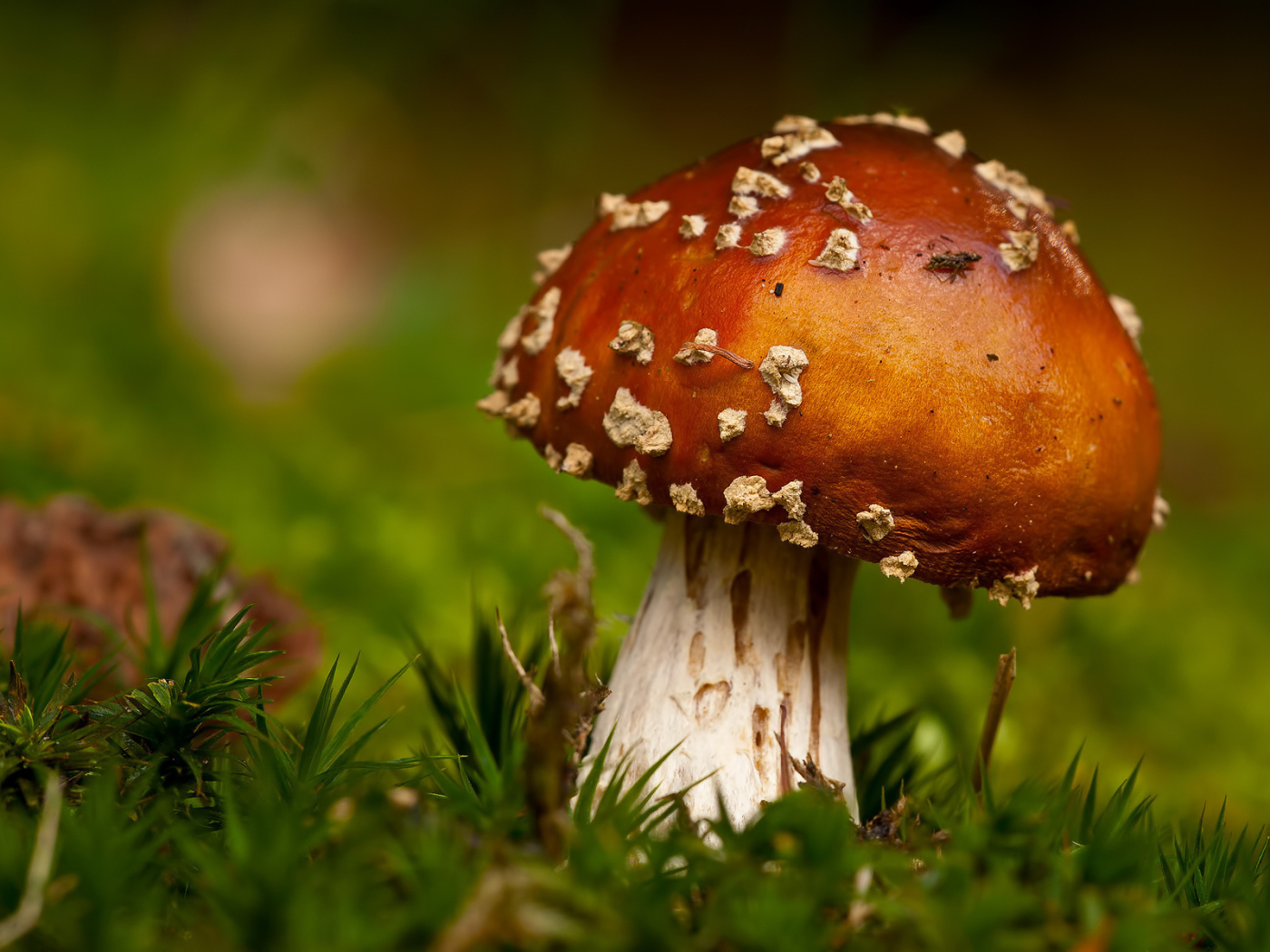 Гриб в траве