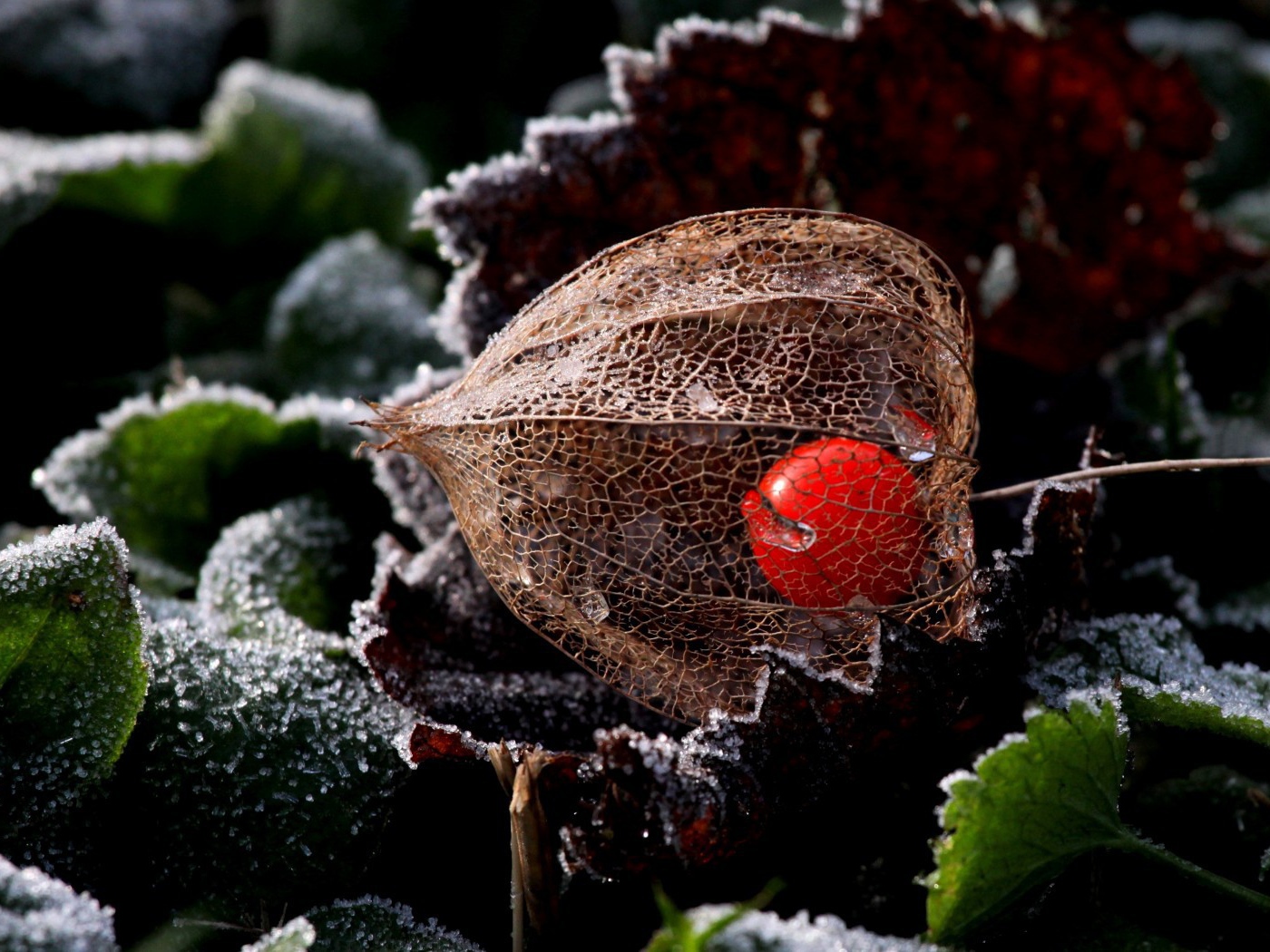 Ягода в прозрачной оболочке