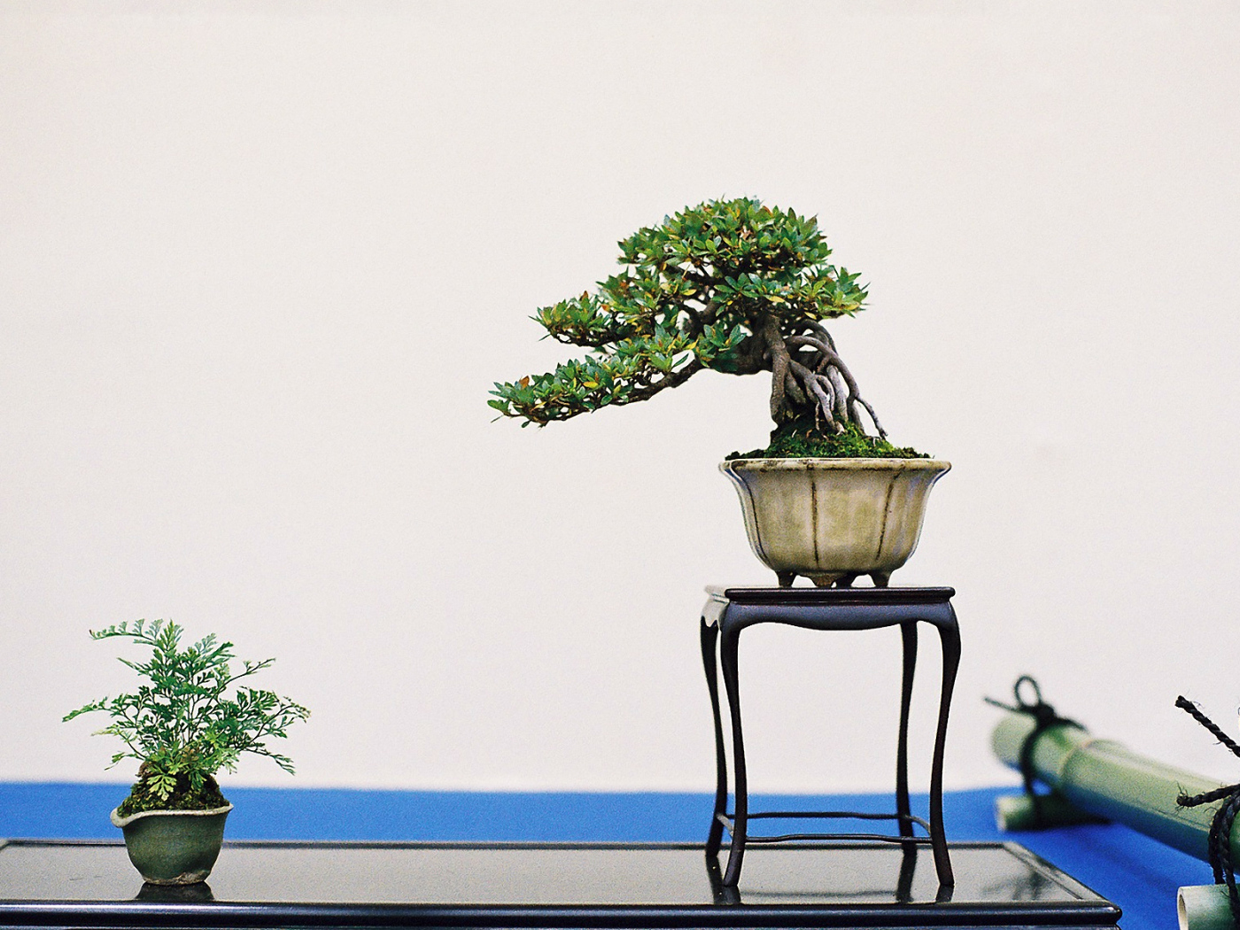 Бонсай на белом фоне