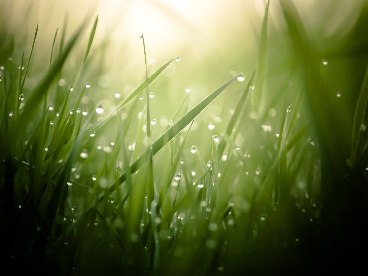 Morning dew on a green grass