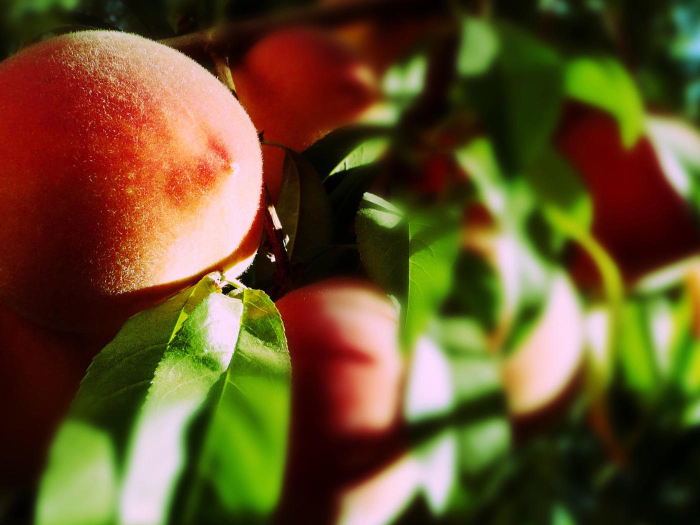 Персик на ветке