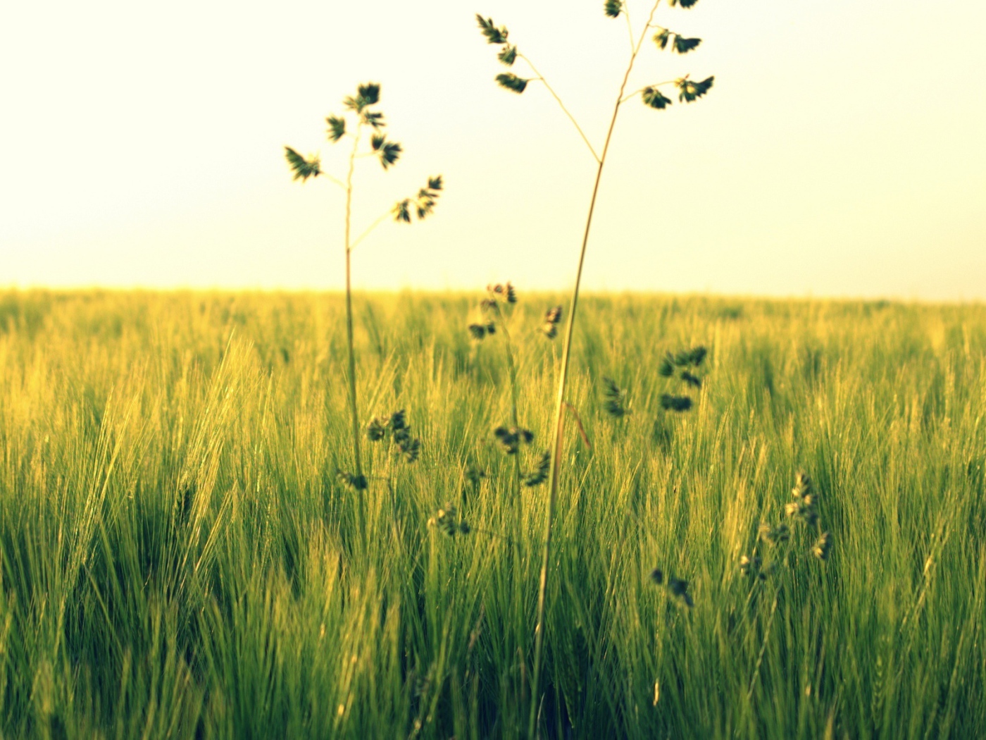 Растения в поле