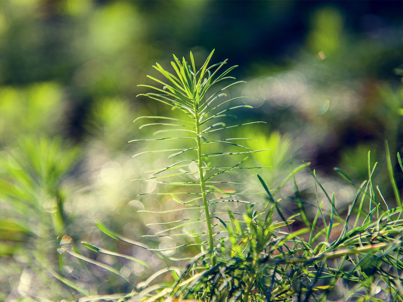 Росток тянется к солнцу