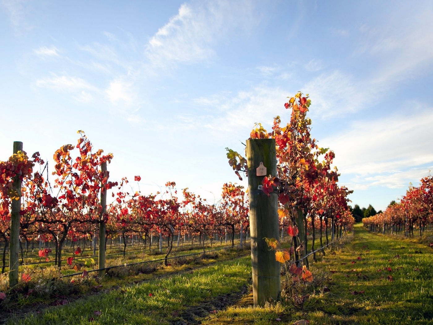 Плантация виноградника
