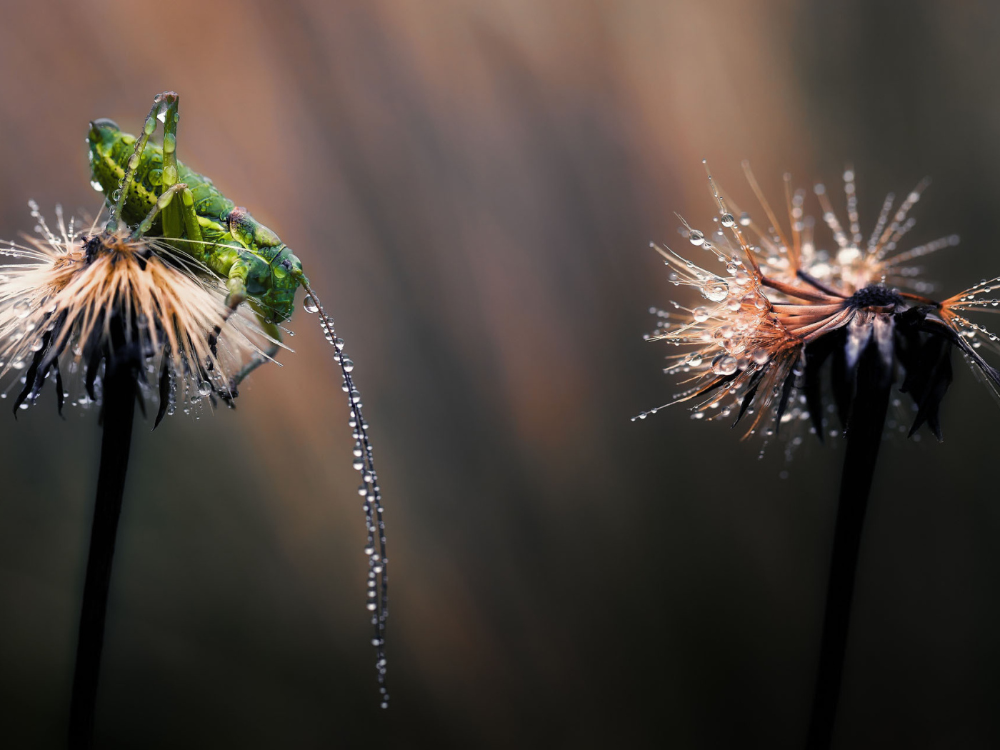 Мокрые одуванчики