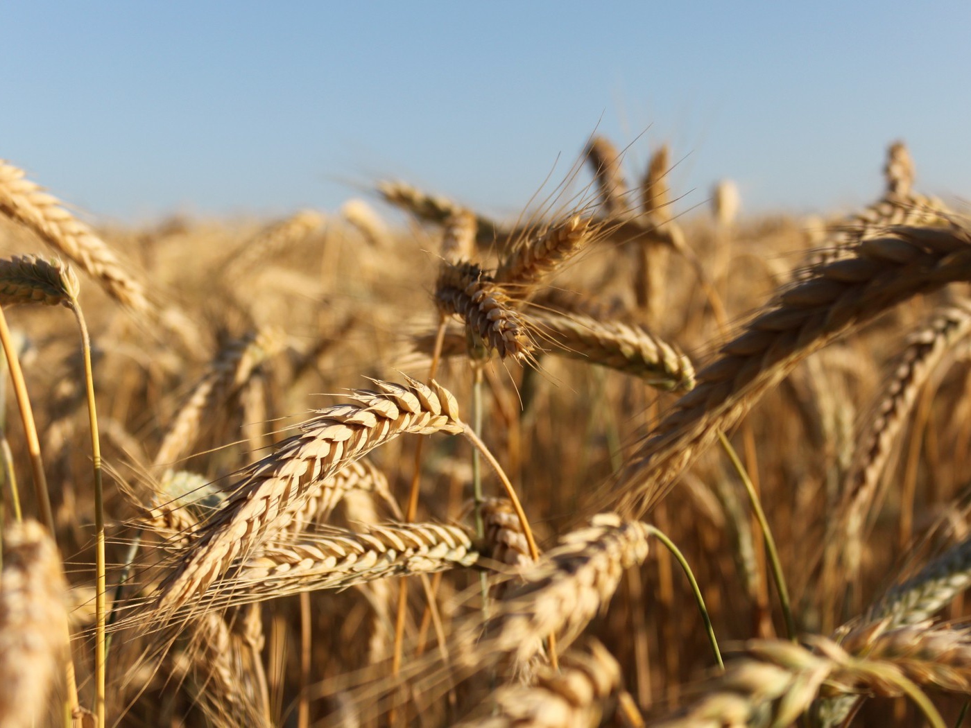 Зрелые колосья пшеницы