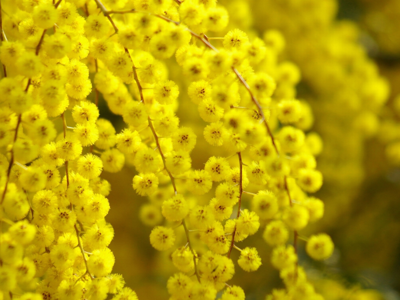 	   Blooms yellow acacia
