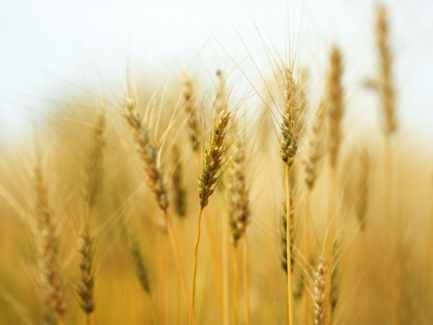 Колосья пшеницы