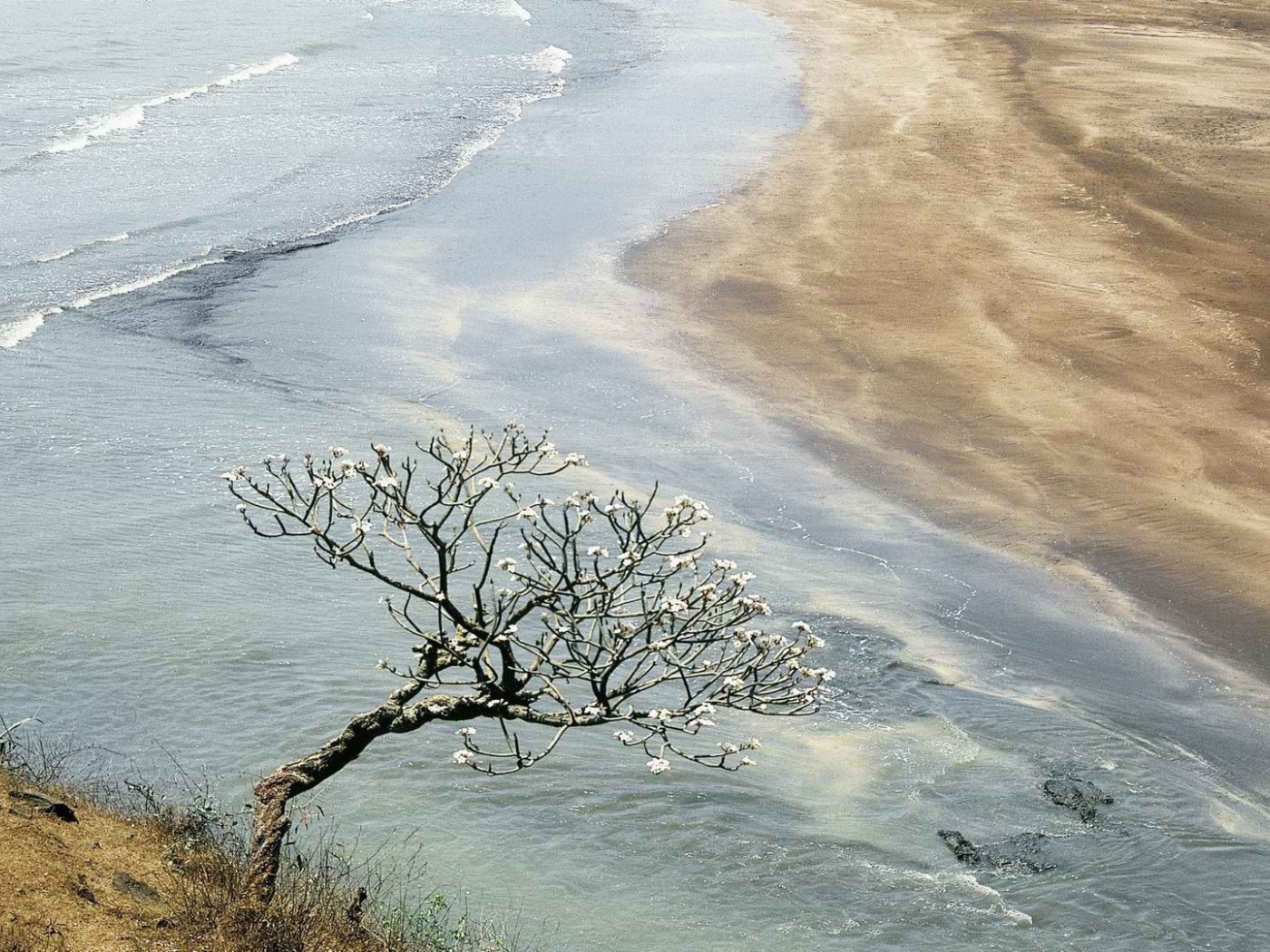 Цветущее дерево в Индии