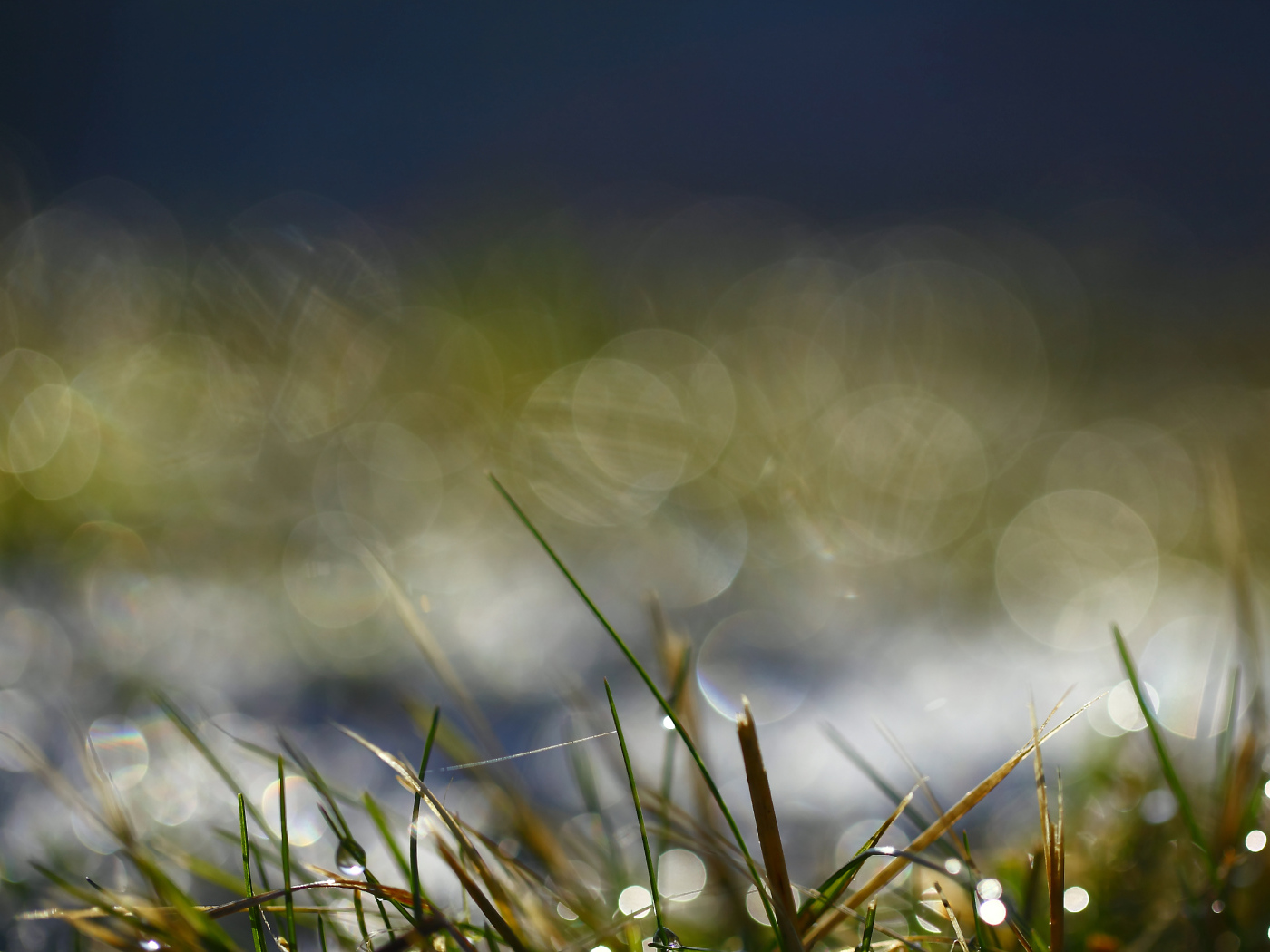 На траве утренняя роса