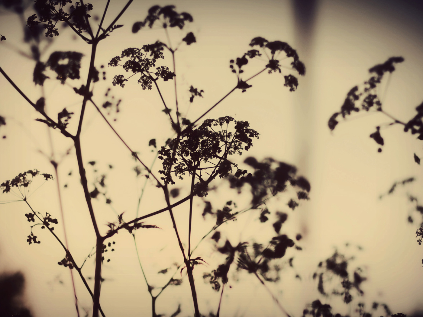 Силуэты растений