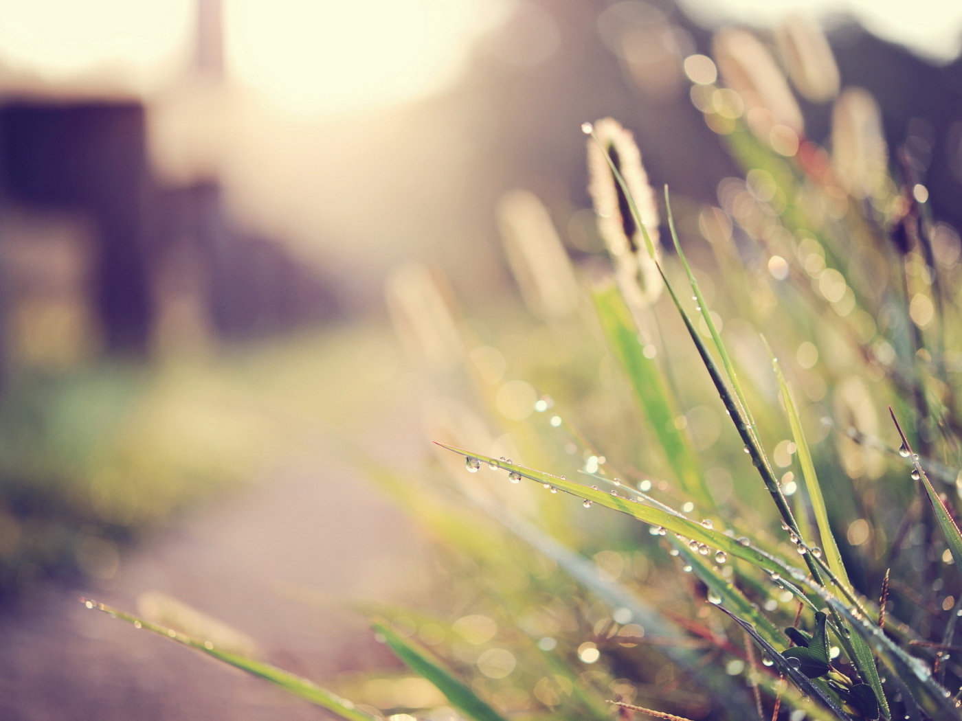 Капли воды на траве