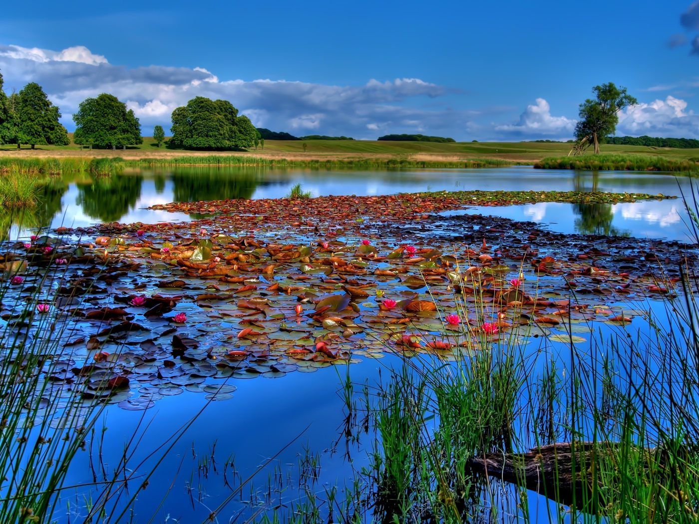Растения на поверхности озера