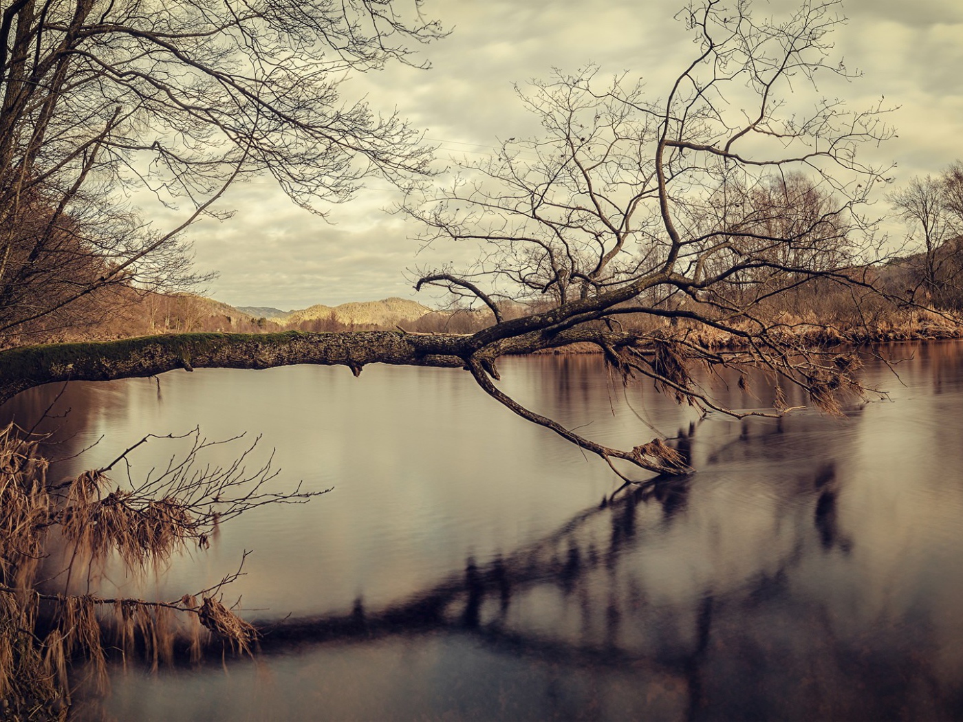 Дерево упало в воду