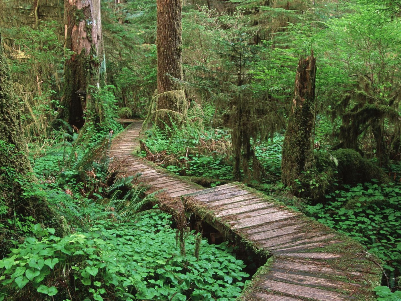 Дорога через болото