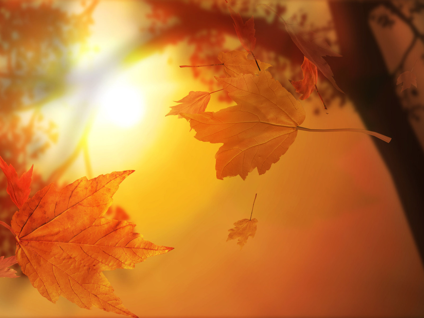Autumn leaves in the sun