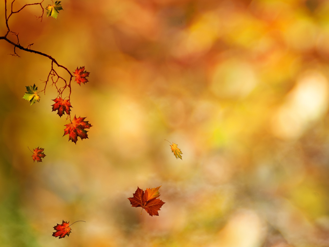 Листья падают на землю