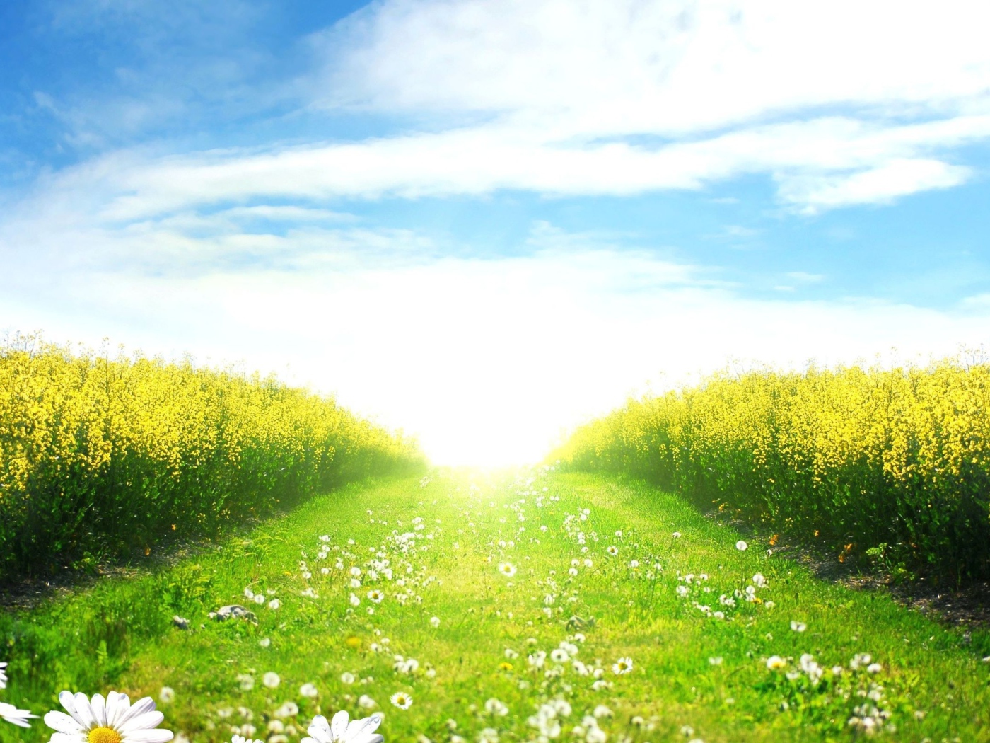 Sunny day in the spring field