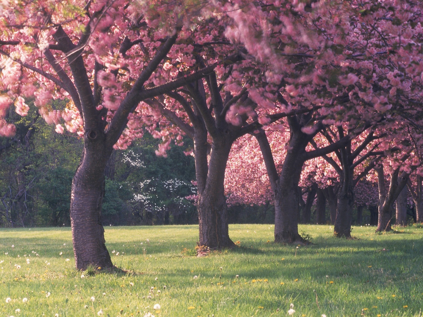 Trees in spring flowers