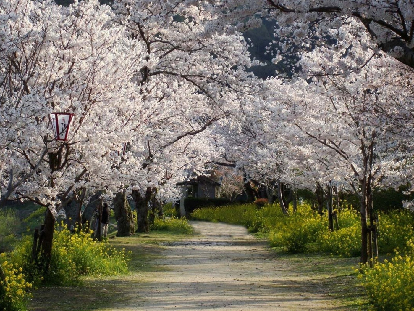 	   Trees of white flowers