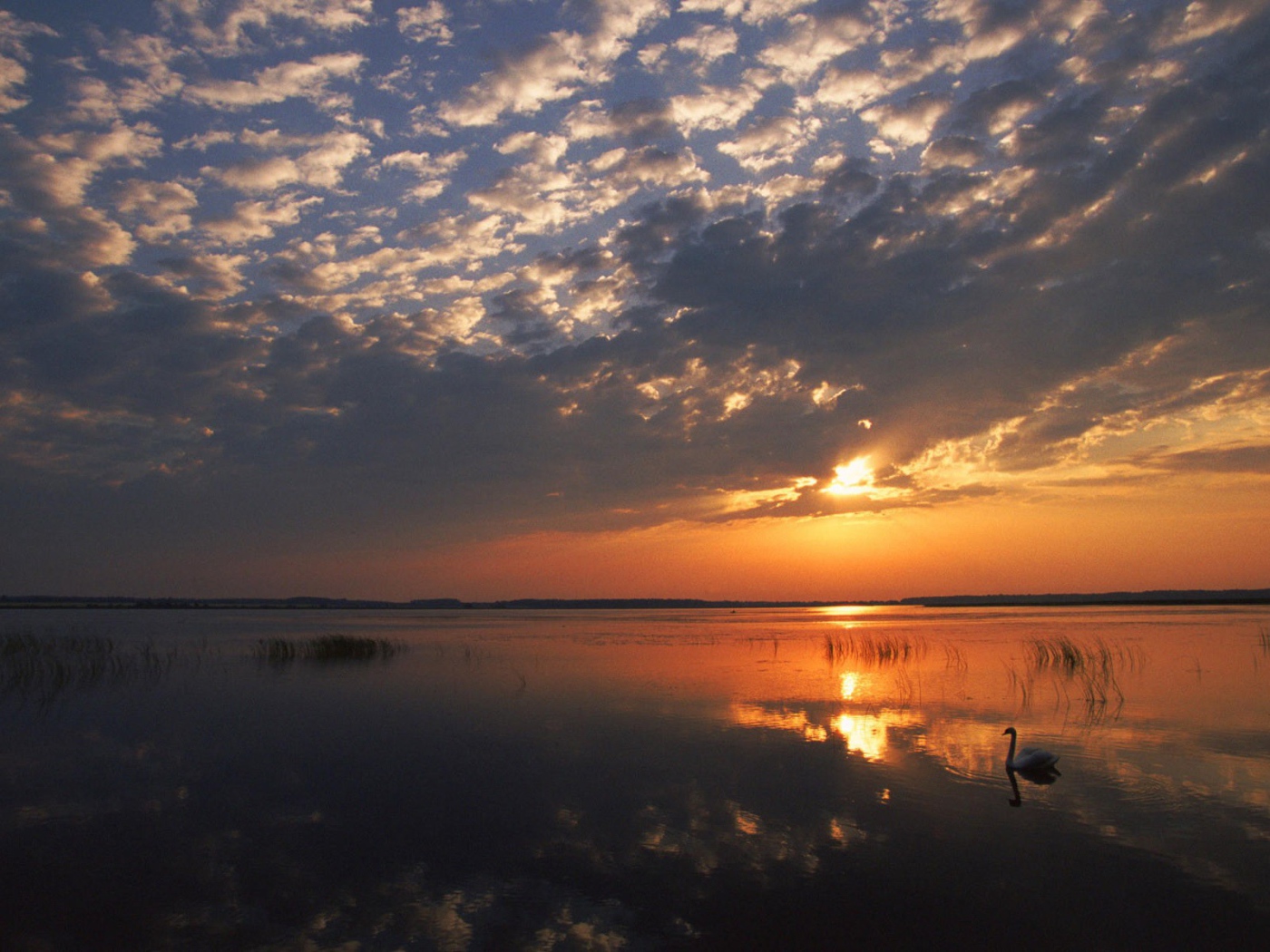 Одинокий лебедь на озере