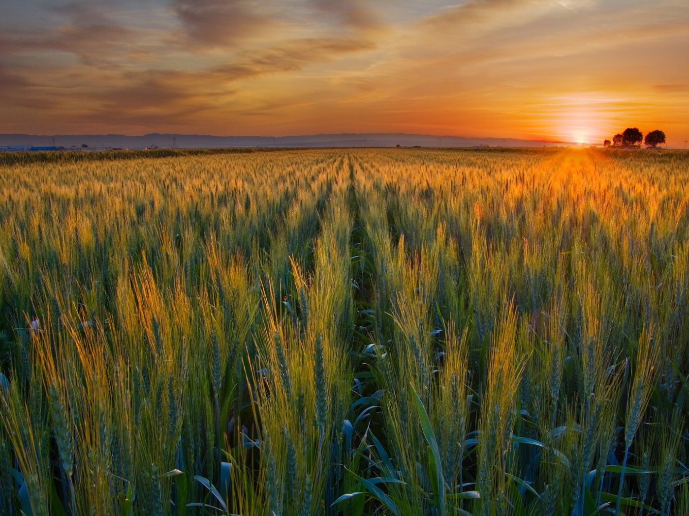 Закат над полем в Калифорнии