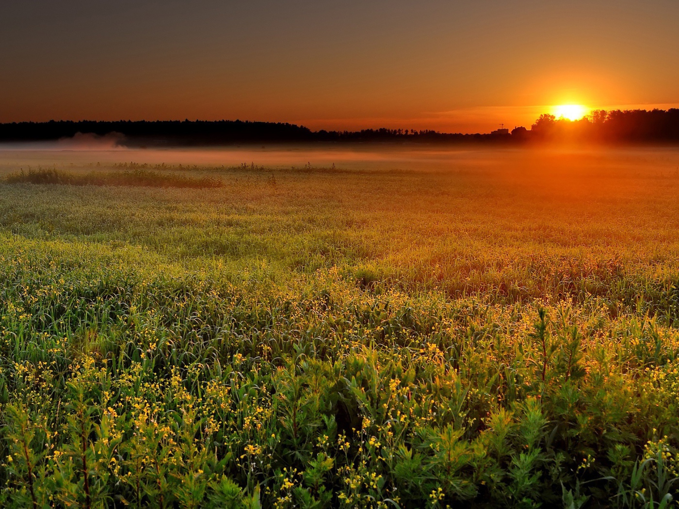 Солнце садится за лес