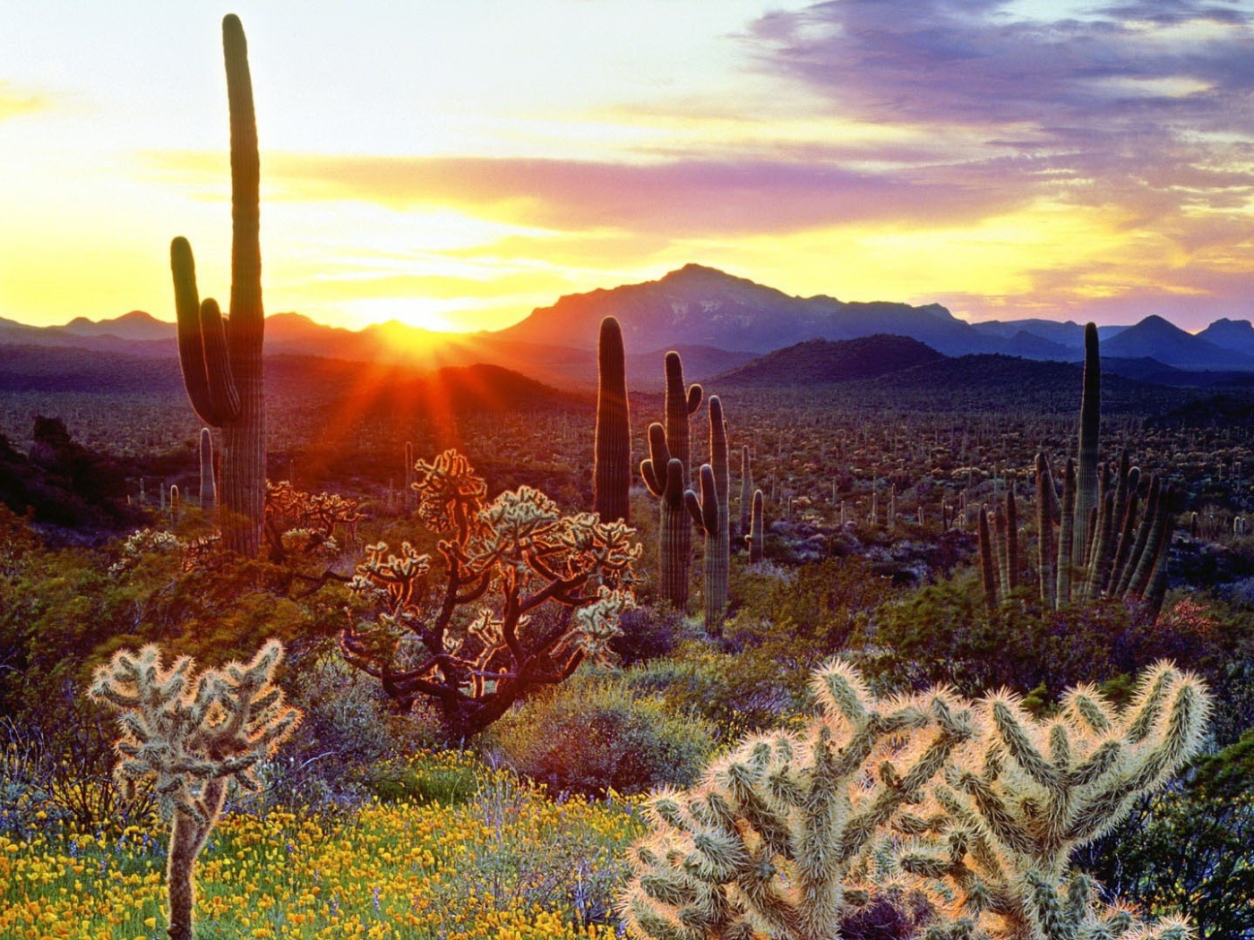 Растительность пустыни на закате