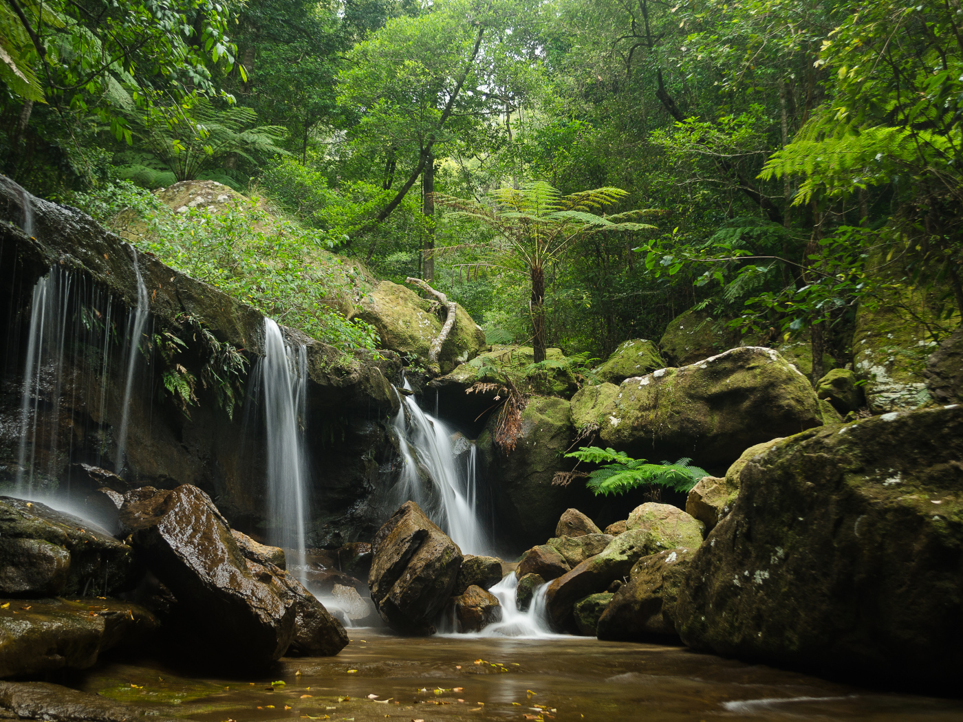 Заросли и водопад
