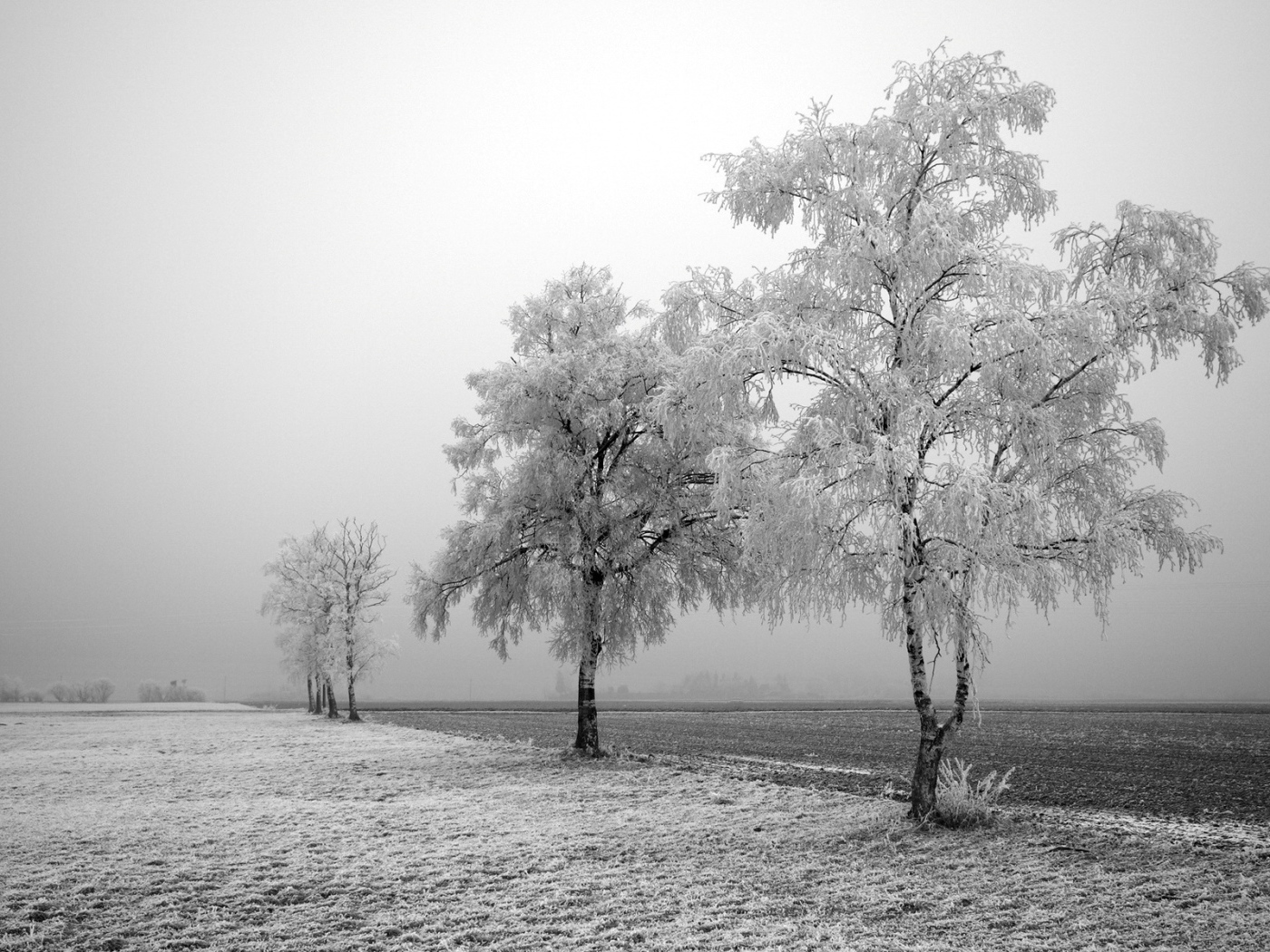 Замерзшие деревья