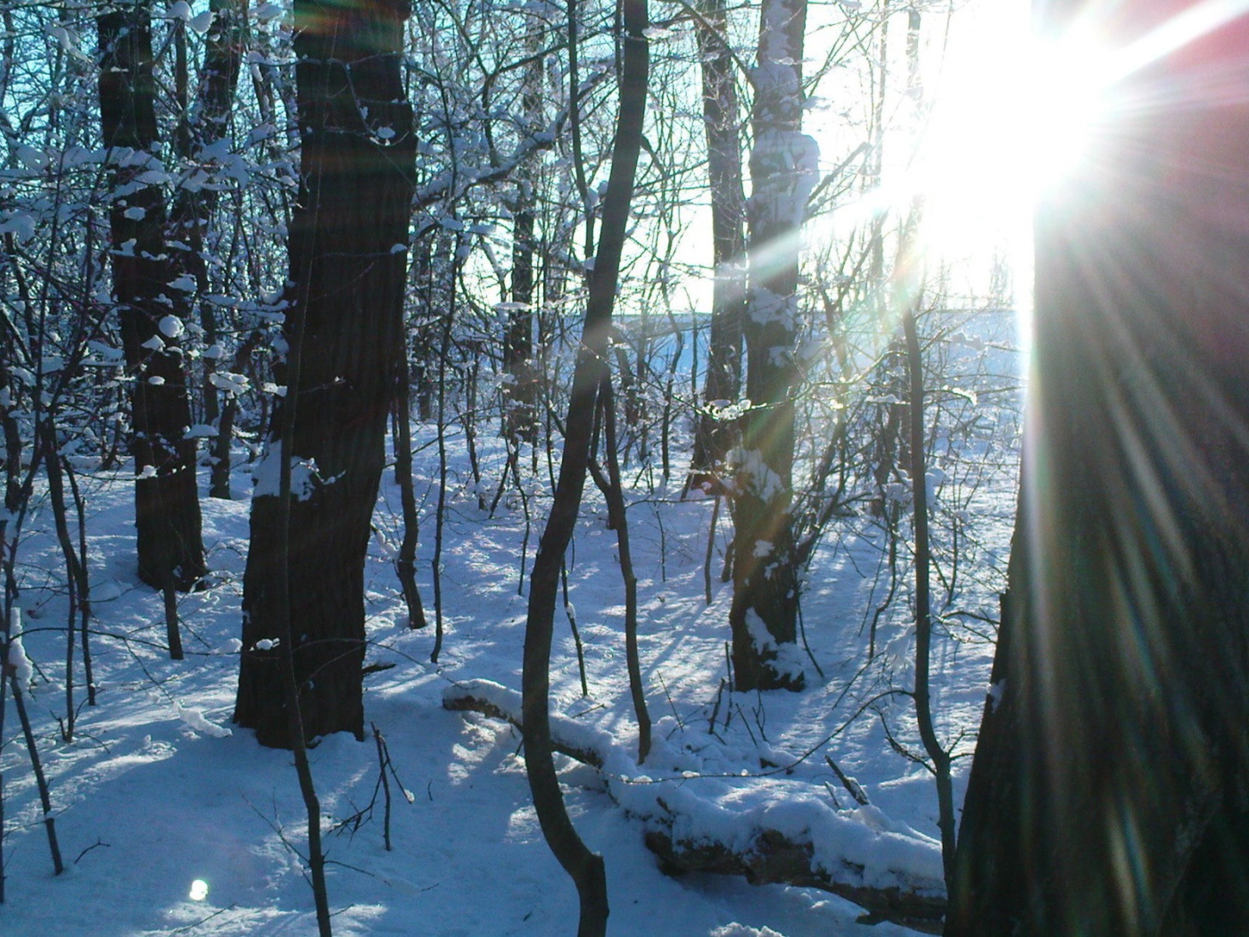 Солнечный  день в лесу