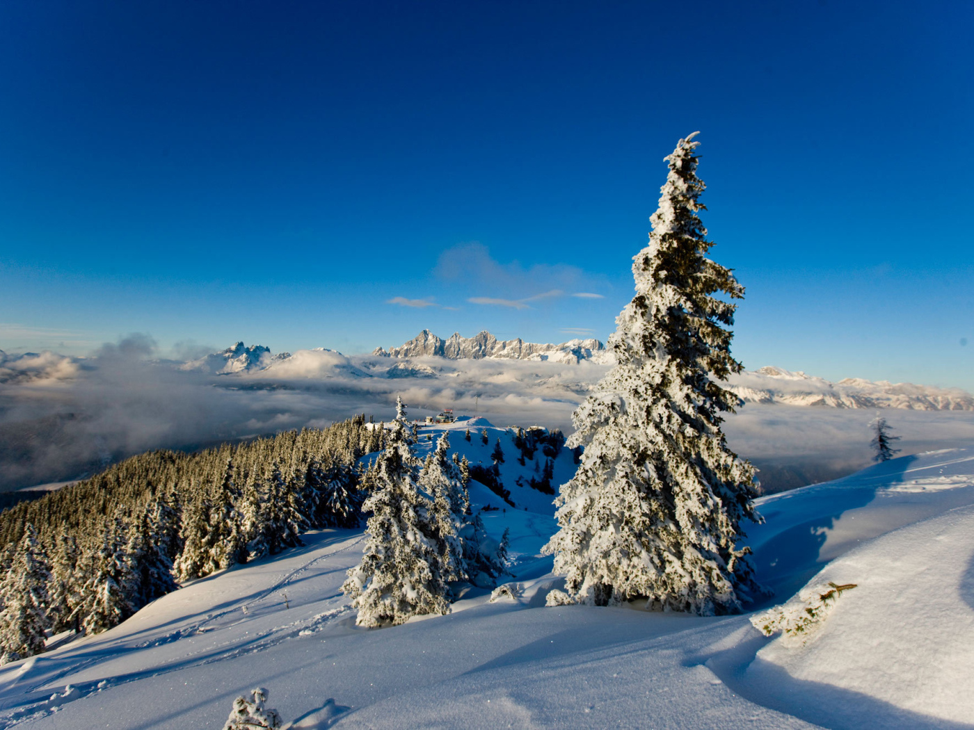 Snow-covered fir at the ski resort of Schladming, Austria