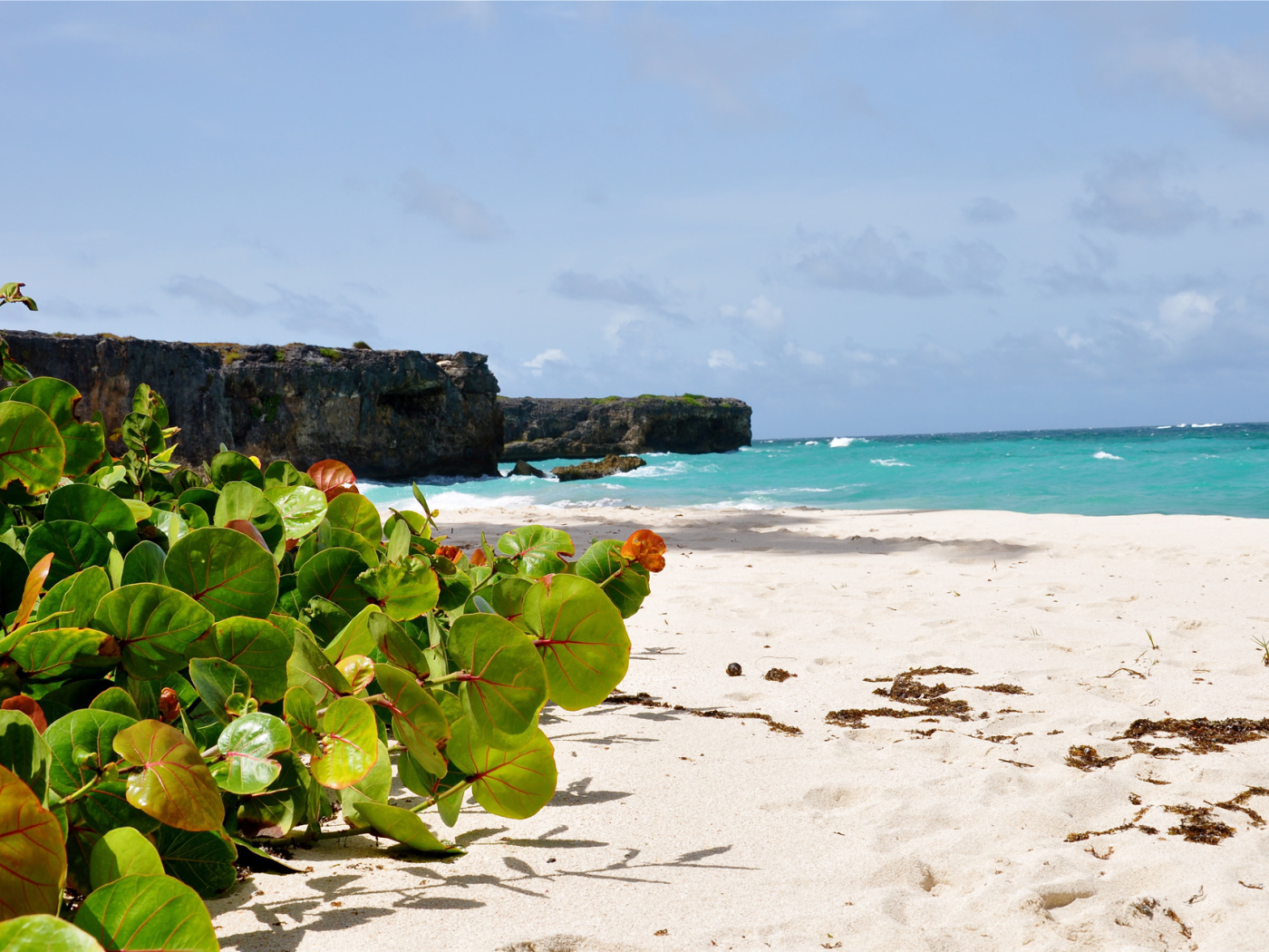 Восхитительный вид на пляж в Барбадосе