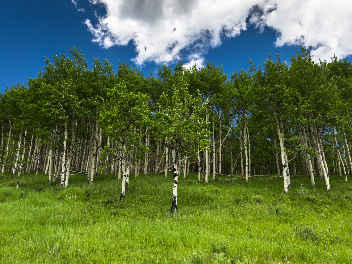 Альберта, Канада