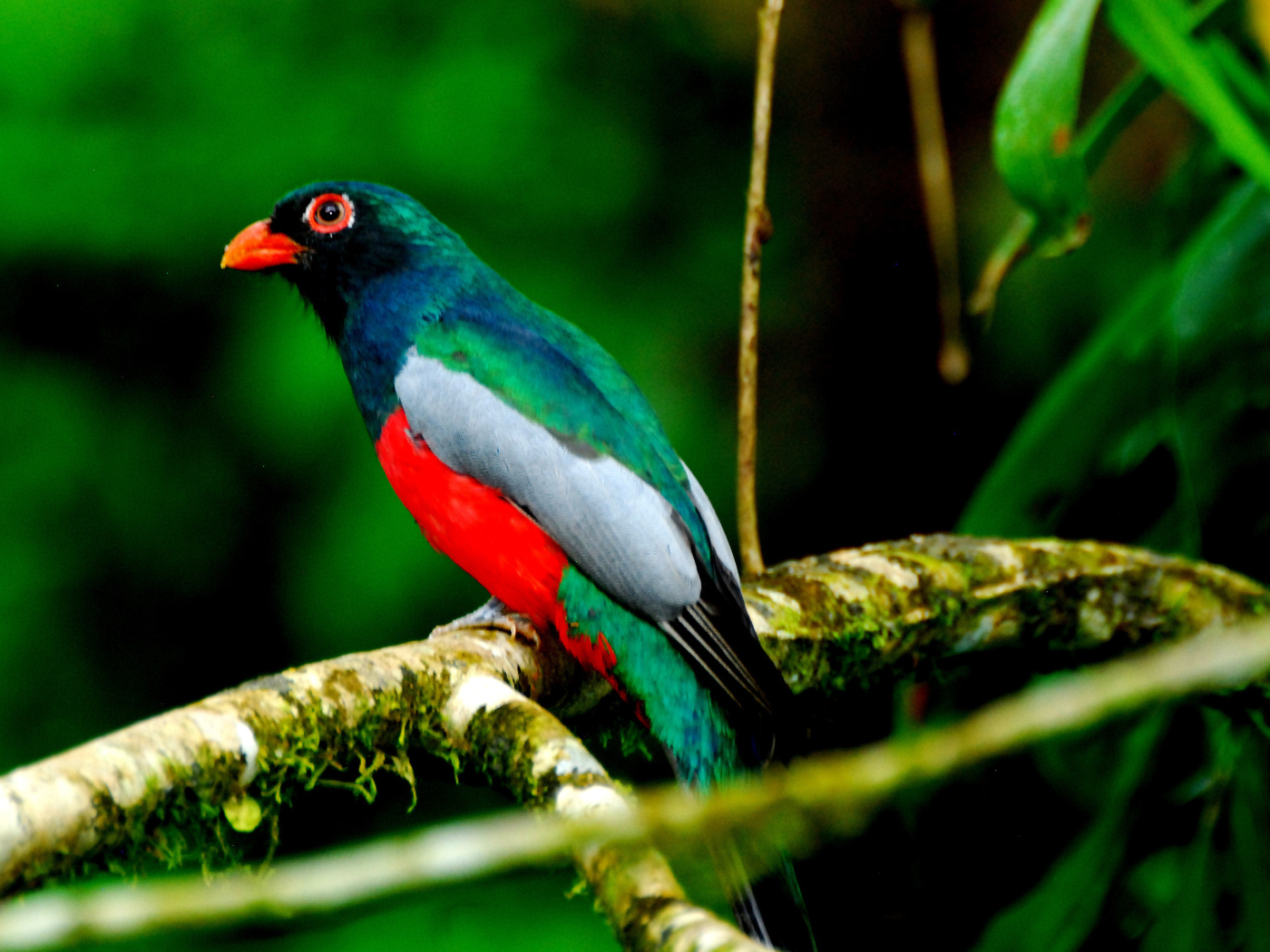 Захватывающие дух страна Коста-Рика