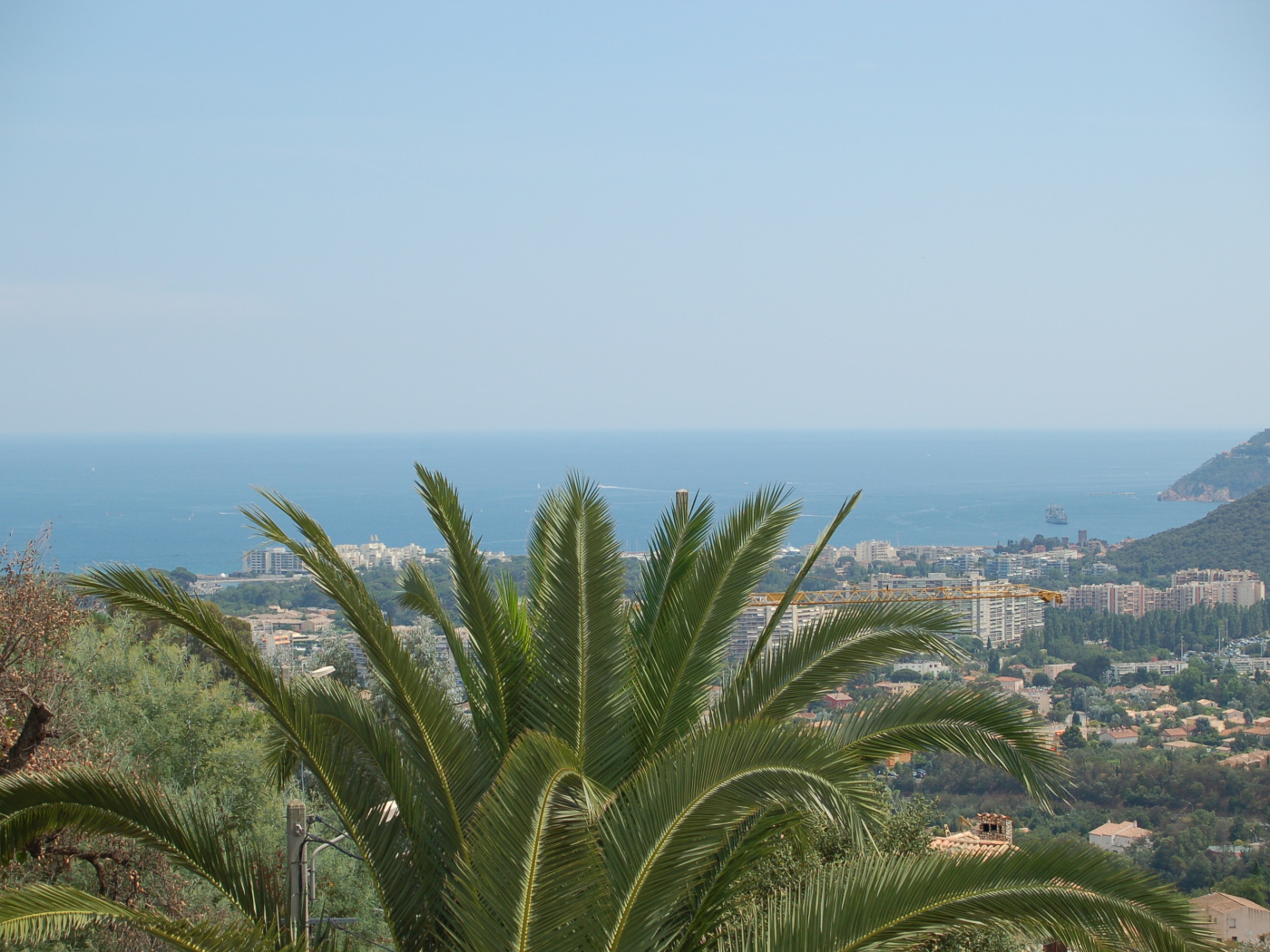 Пальма на фоне города на курорте Манделье ля Напуль, Франция