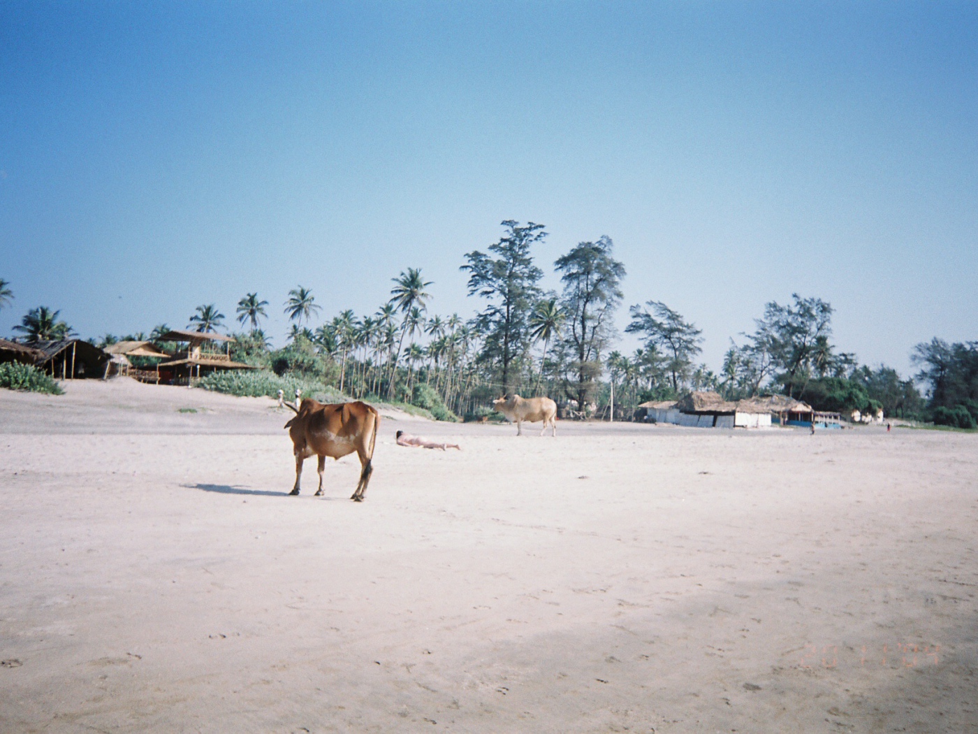 Коровы на пляжах Арамболь