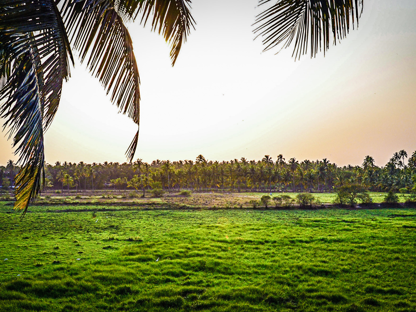 Поля на Гоа
