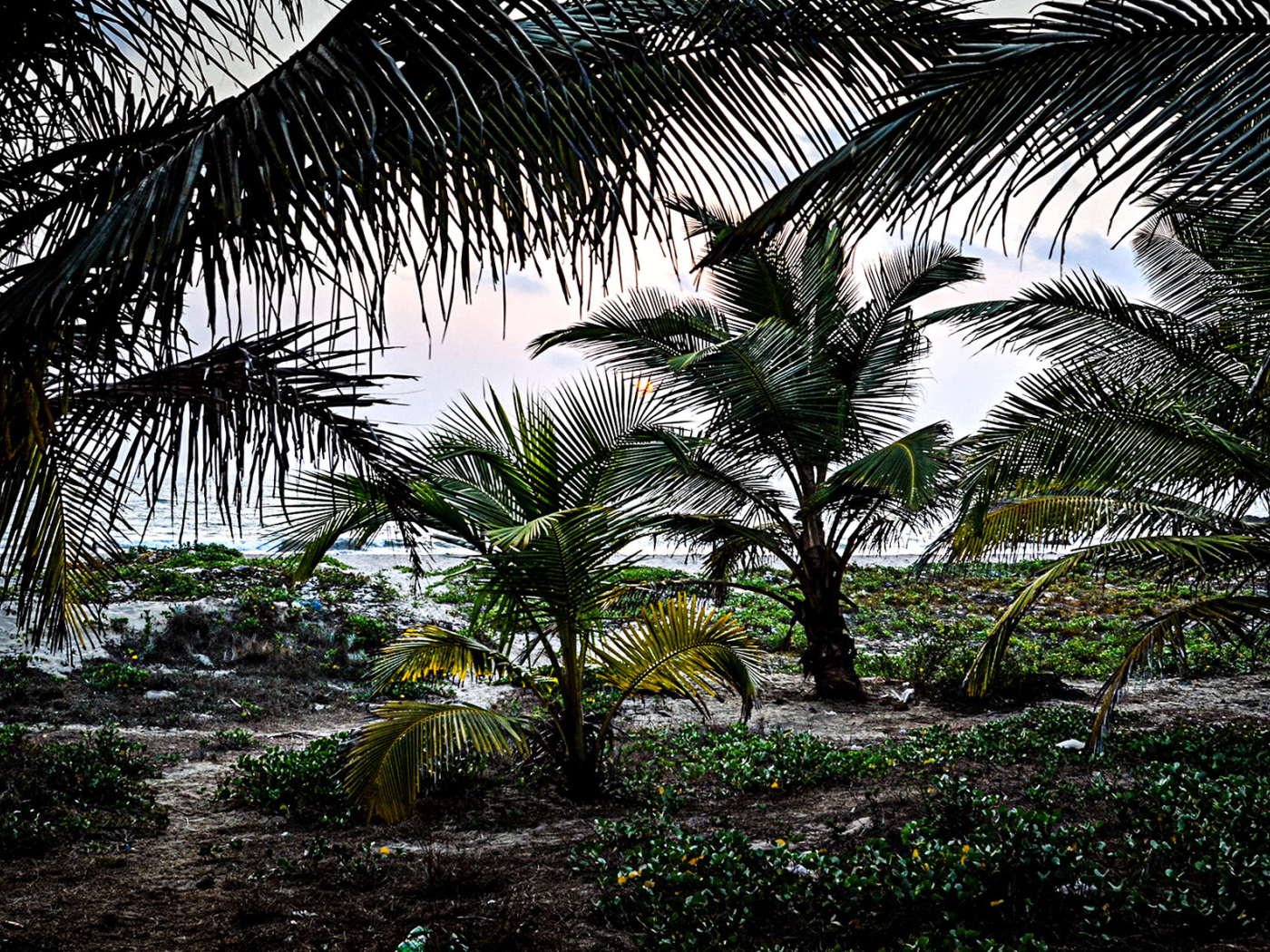 Растительность в Гоа