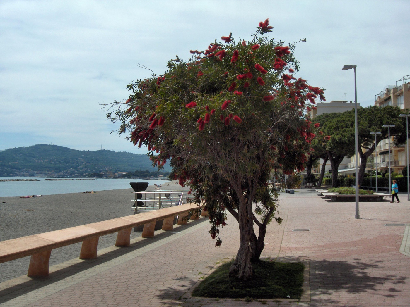 Дерево на пляже на курорте Сан Бартоломео Аль Маре, Италия